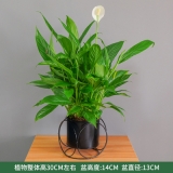 一帆风顺（小）