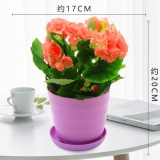 海棠仿瓷盆系列