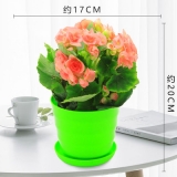 海棠仿瓷盆系列