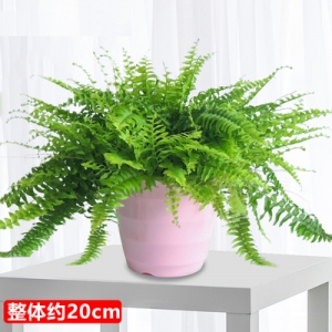 波斯顿芋