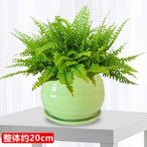 波斯顿厥