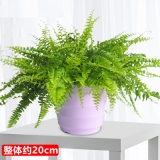 波斯顿芋