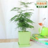 文竹
