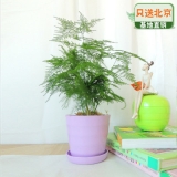 文竹