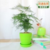 文竹