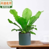 宽叶鸟巢蕨瓷盆