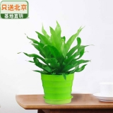 细叶鸟巢蕨