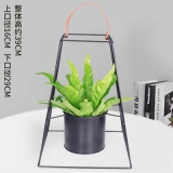 细叶鸟巢蕨瓷盆
