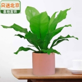 宽叶鸟巢蕨瓷盆