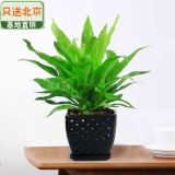 细叶鸟巢蕨瓷盆