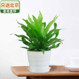 细叶鸟巢蕨