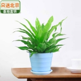 细叶鸟巢蕨