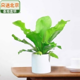 宽叶鸟巢蕨瓷盆