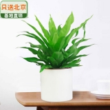 细叶鸟巢蕨瓷盆