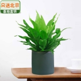 细叶鸟巢蕨瓷盆