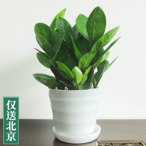 小金钱树