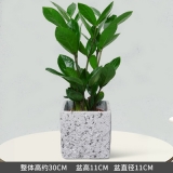 小金钱树瓷盆