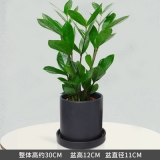 小金钱树瓷盆