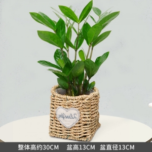 小金钱树瓷盆