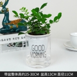 早安盆系列植物