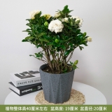栀子花0.4