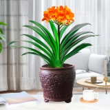 君子兰(花盆142号）