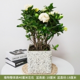 栀子花0.4