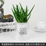 早安盆系列植物