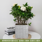 栀子花0.4