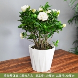 栀子花0.4