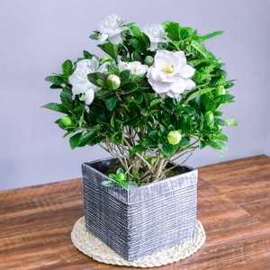 栀子花0.4
