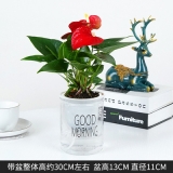 早安盆系列植物