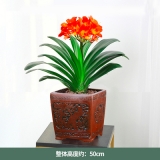 君子兰(花盆142号）