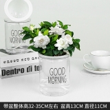 早安盆系列植物