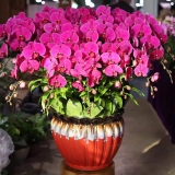 蝴蝶兰（大辣椒）红盆