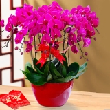 蝴蝶兰（大辣椒）红盆