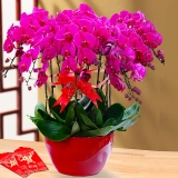 蝴蝶兰（大辣椒）红盆