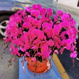 蝴蝶兰（大辣椒）红盆