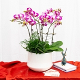 彩色组合蝴蝶兰