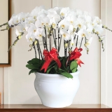 白色蝴蝶兰（花盆随机）