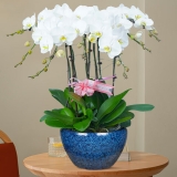 白色蝴蝶兰（花盆随机）