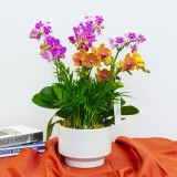 彩色组合蝴蝶兰