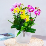 彩色组合蝴蝶兰