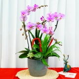 彩色组合蝴蝶兰