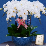 白色蝴蝶兰（花盆随机）