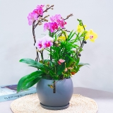 彩色组合蝴蝶兰