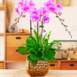 蝴蝶兰（安娜）