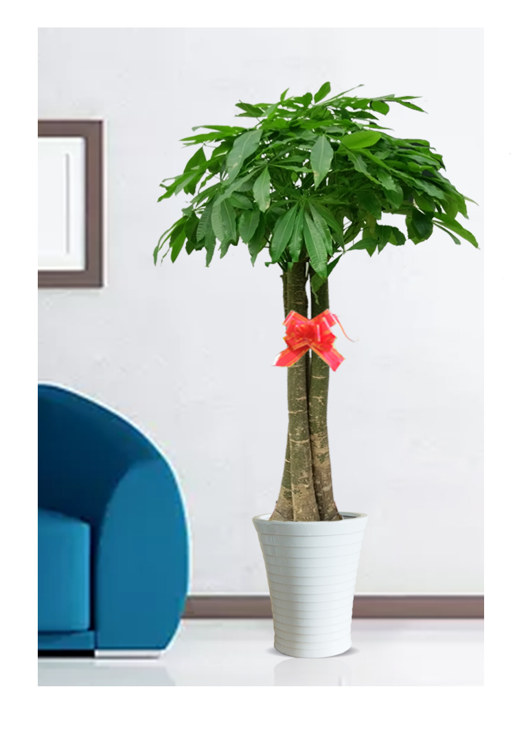 三杆发财树(普通花盆)